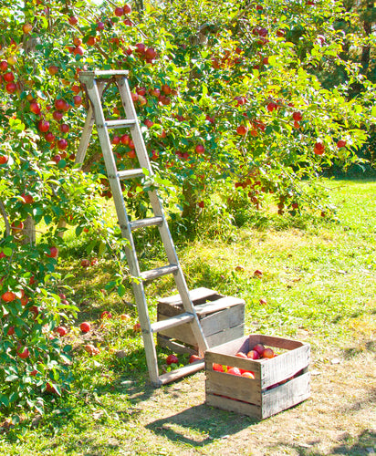 How To Harvest Fruit Without A Ladder