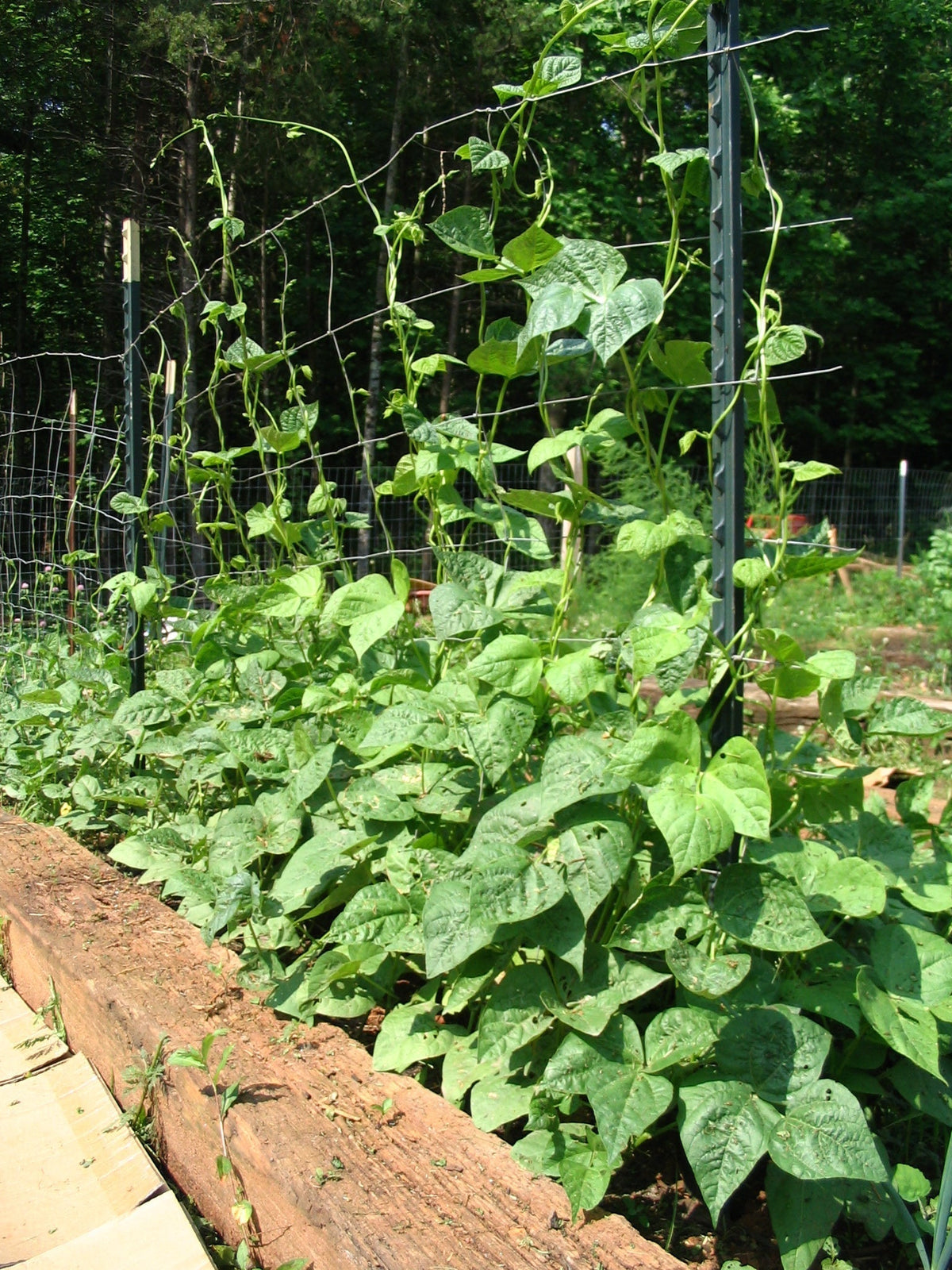 American Gardens: Mountain Garden GROWS!