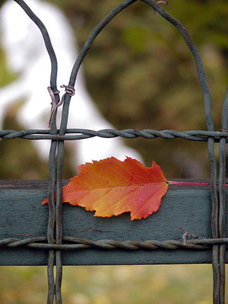 Recipe for a Fantastic Fall