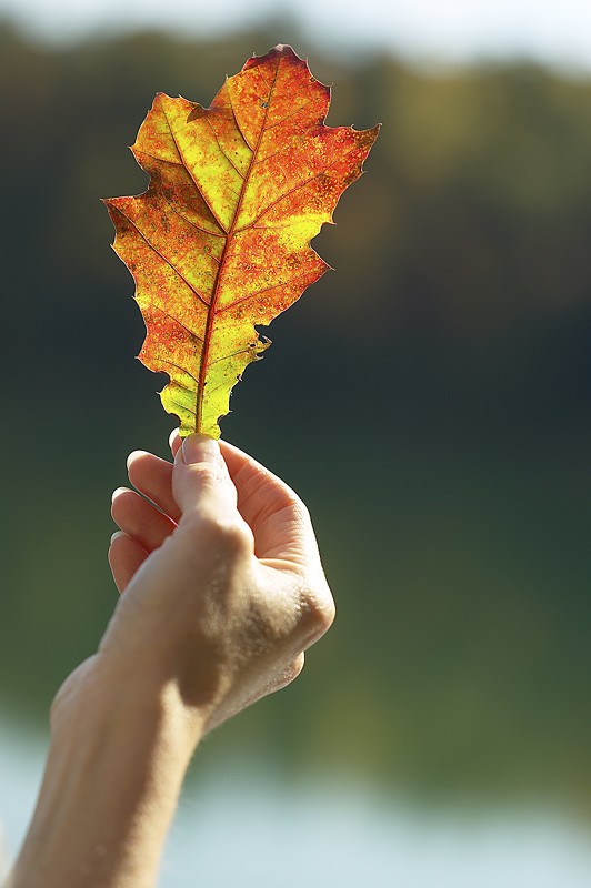 Fantastic Foliage