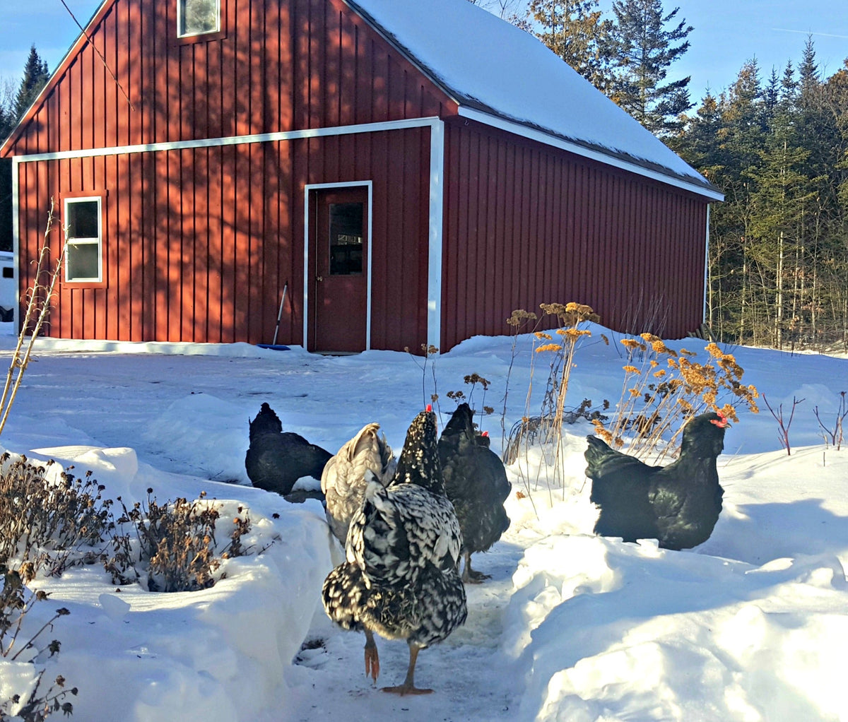 5 Tips to Keep Your Chickens Warm This Winter