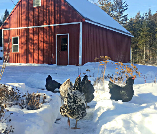 5 Tips to Keep Your Chickens Warm This Winter