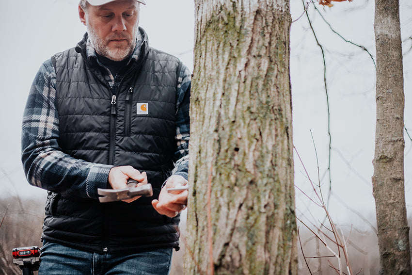 Tree Tapping: Advice from a Maple Syrup Expert