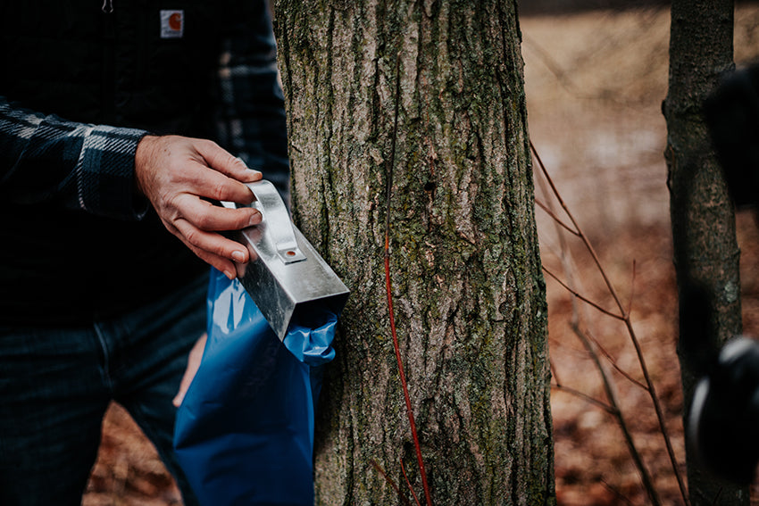 Maple Syrup from the Lehman Sugarbush