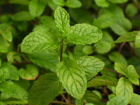 DIY: Planting a Tea Garden