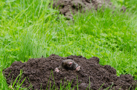 Goodbye, Moles: The Story Behind Our Mole Chasing Windmill