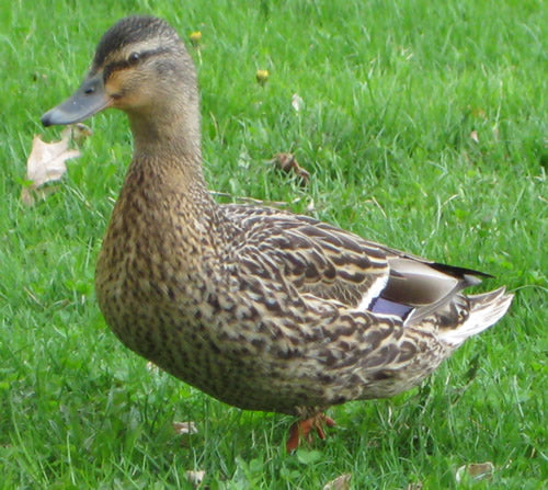 Duck update - Dad and the eggs