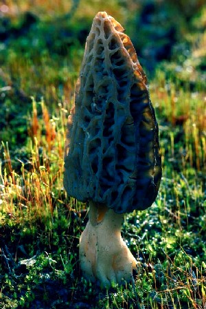 The Off Season: Maple Syrup and Mushrooms