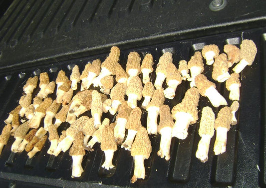 Don't Miss Morel Season!