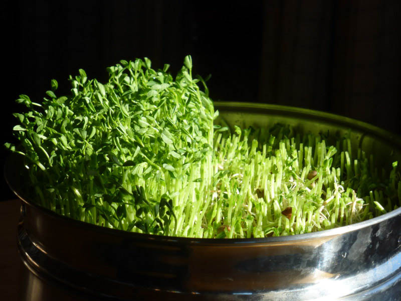 Longing for Spring? Enjoy Fresh Pea Sprouts Now