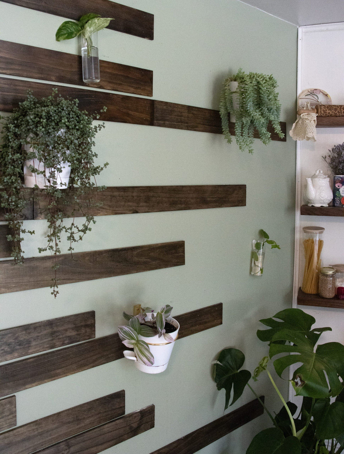 Multiply Your Houseplants: A Beginner’s Guide to Propagation 