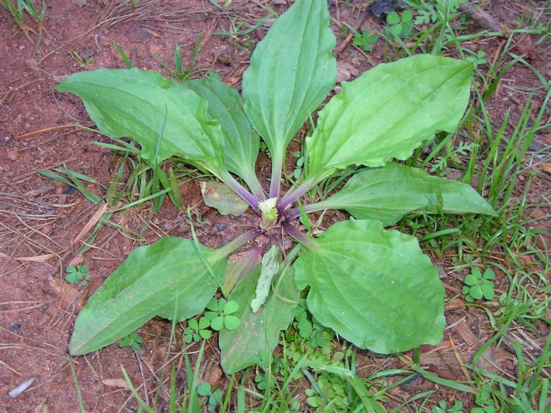 The Weed That Heals