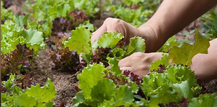 My Favorite Garden Tips