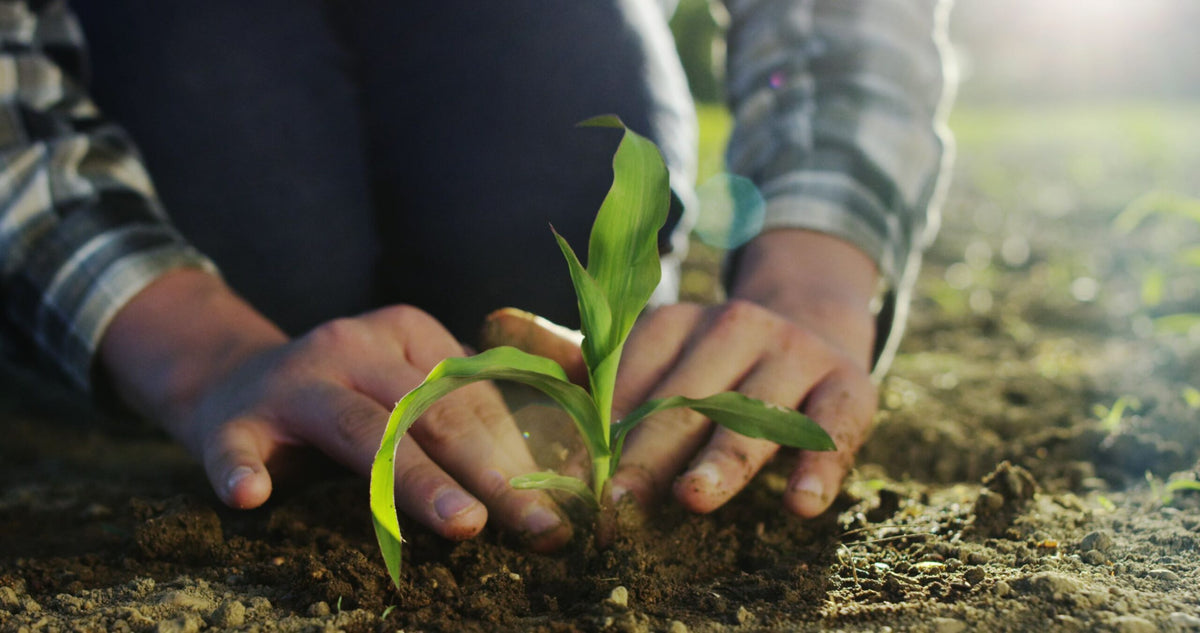 How to Love Your Garden in a Time of Waiting