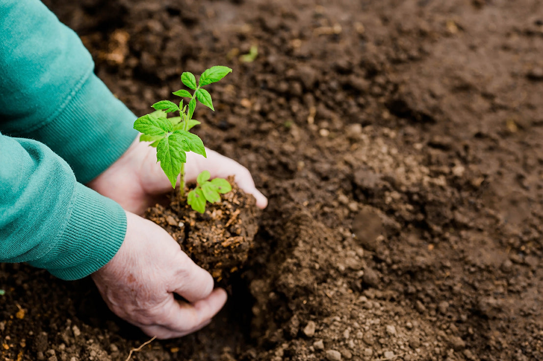 Tips and Tools for Planting a Garden