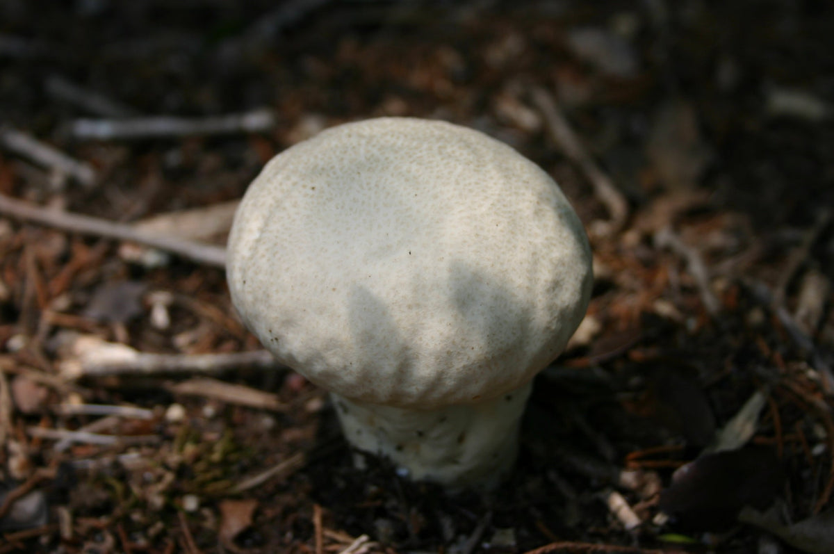 The Quest for the Puffball