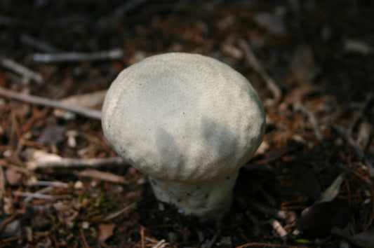 The Quest for the Puffball