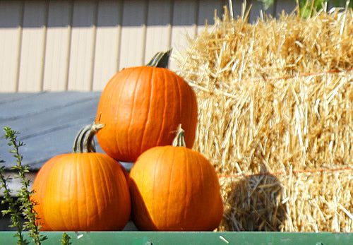 Pumpkins Are A Frugal Food