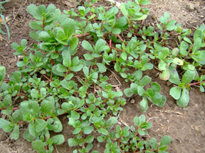 Forage in Your Own Yard for Delicious, Nutritious Purslane