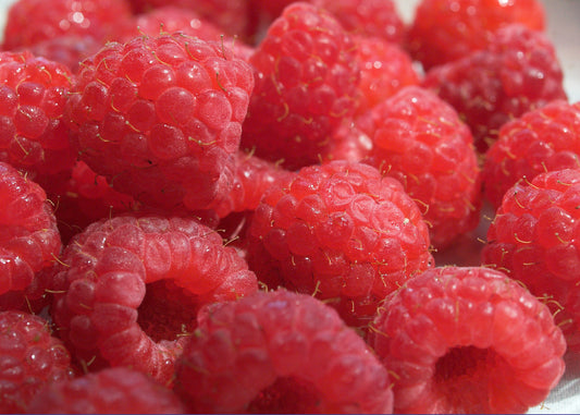 Canning Recipe: Raspberry Lemonade Concentrate