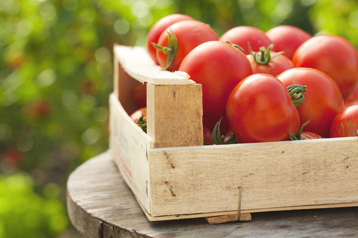 Customer Connections: Growing a Pizza