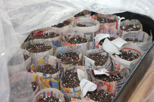 Seed Starting Tips and Tricks