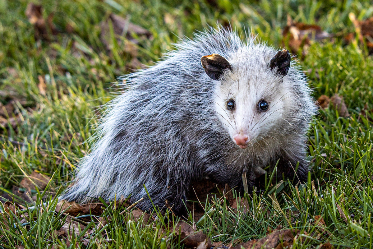 A Bedtime Story- The Possum Trap