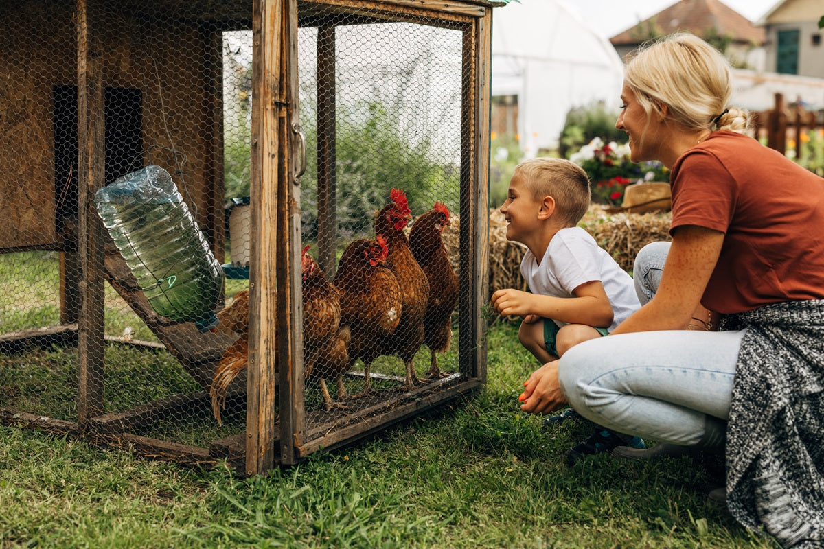 Beginner's Guide to Backyard Chickens (And Happy Hens)