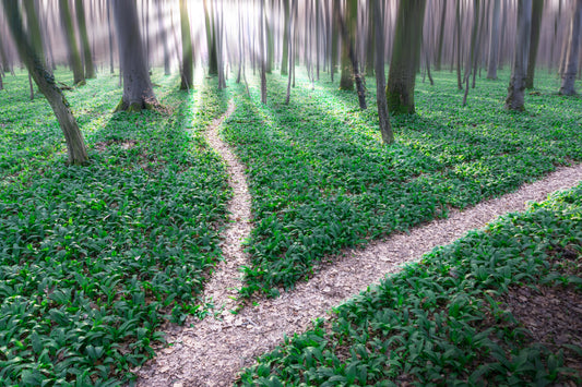 The Road Less Traveled