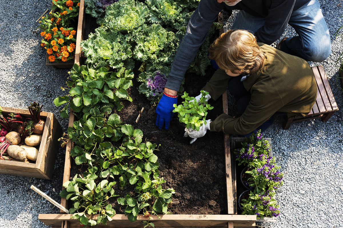 The (re)Rise of Victory Gardens