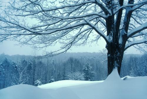 Snowed In?