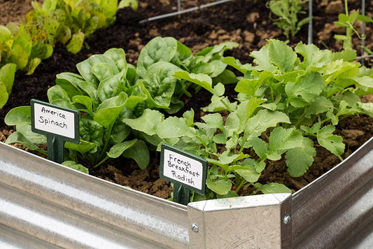 Grow your own pulses!