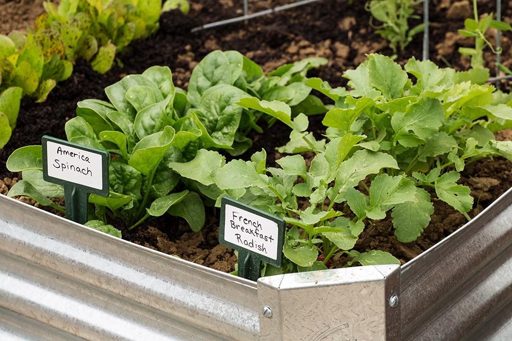 Start A Garden Journal: 4 Easy Steps
