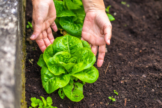 Spring Lettuce Wraps