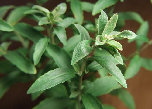 Q&A: Sweeten Up with Stevia