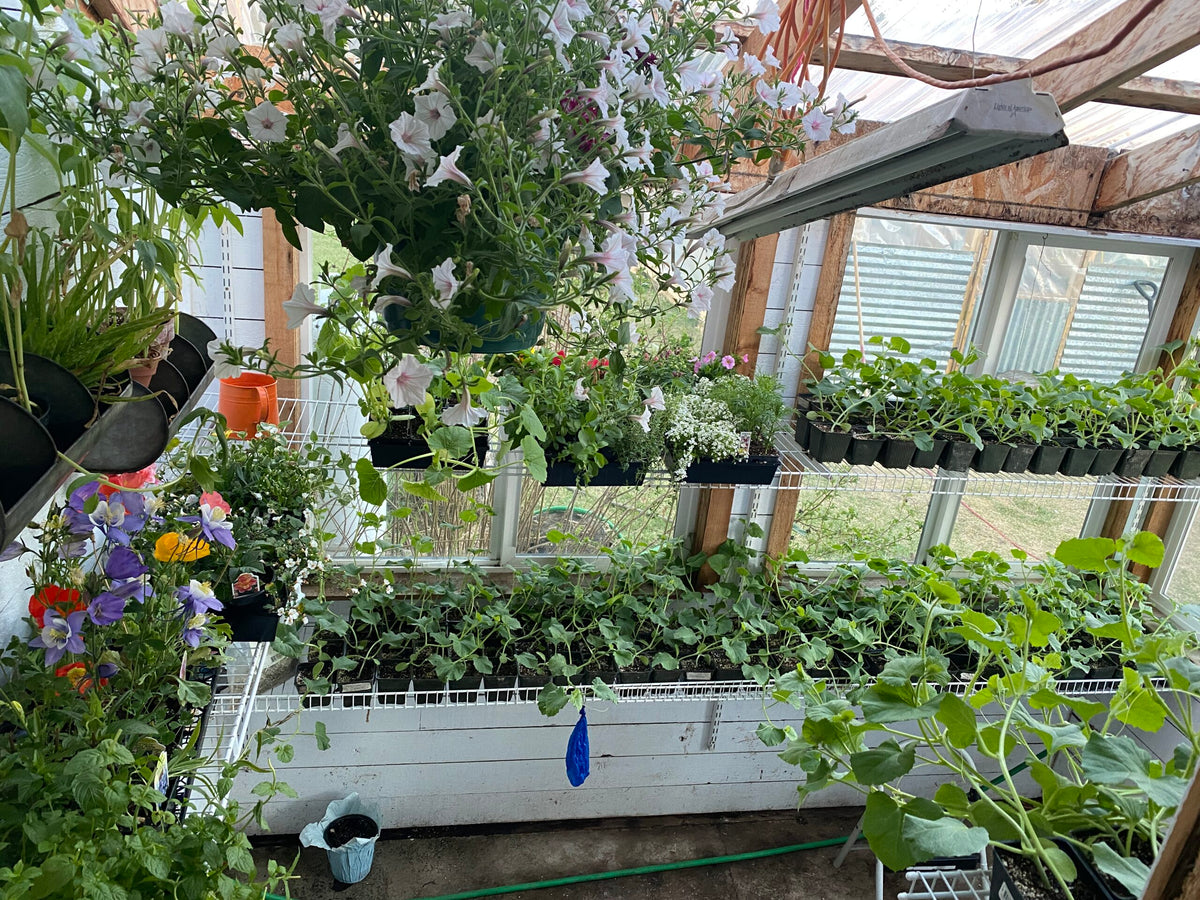 The Challenges of Gardening in Alaska