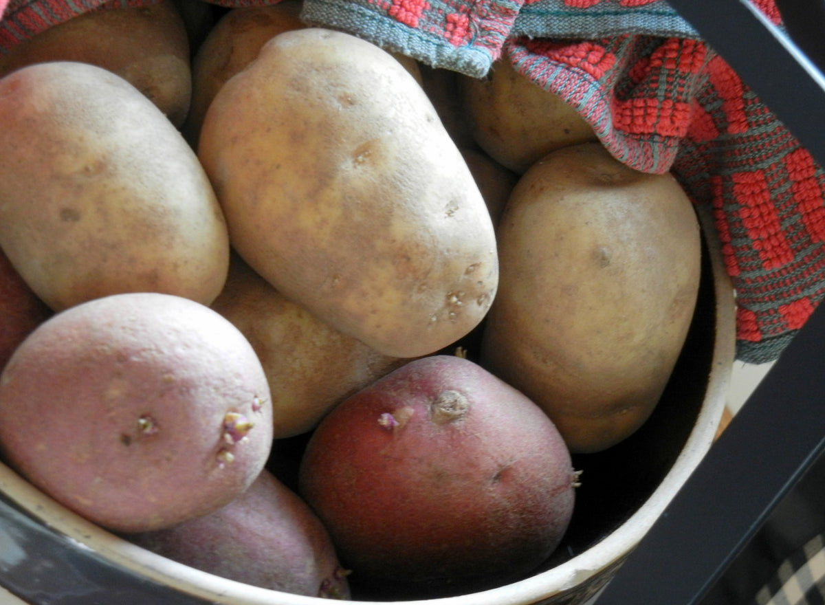It's Easy to Grow Your Own Potatoes