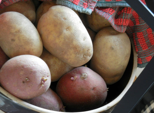 It's Easy to Grow Your Own Potatoes
