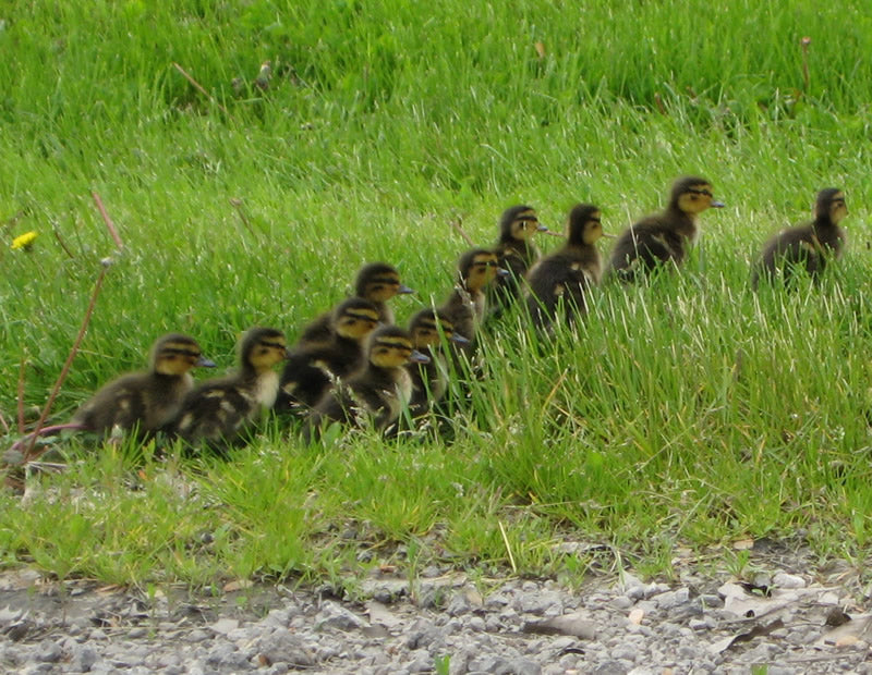 Empty Nest - Duck Update