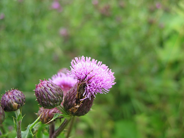 Digging Thistles and Being Bugged!