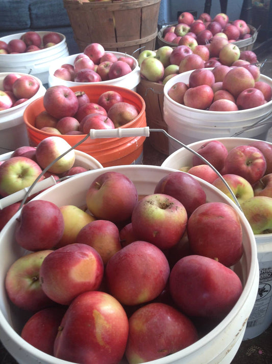A Backyard Apple Orchard of Your Own: Part 1