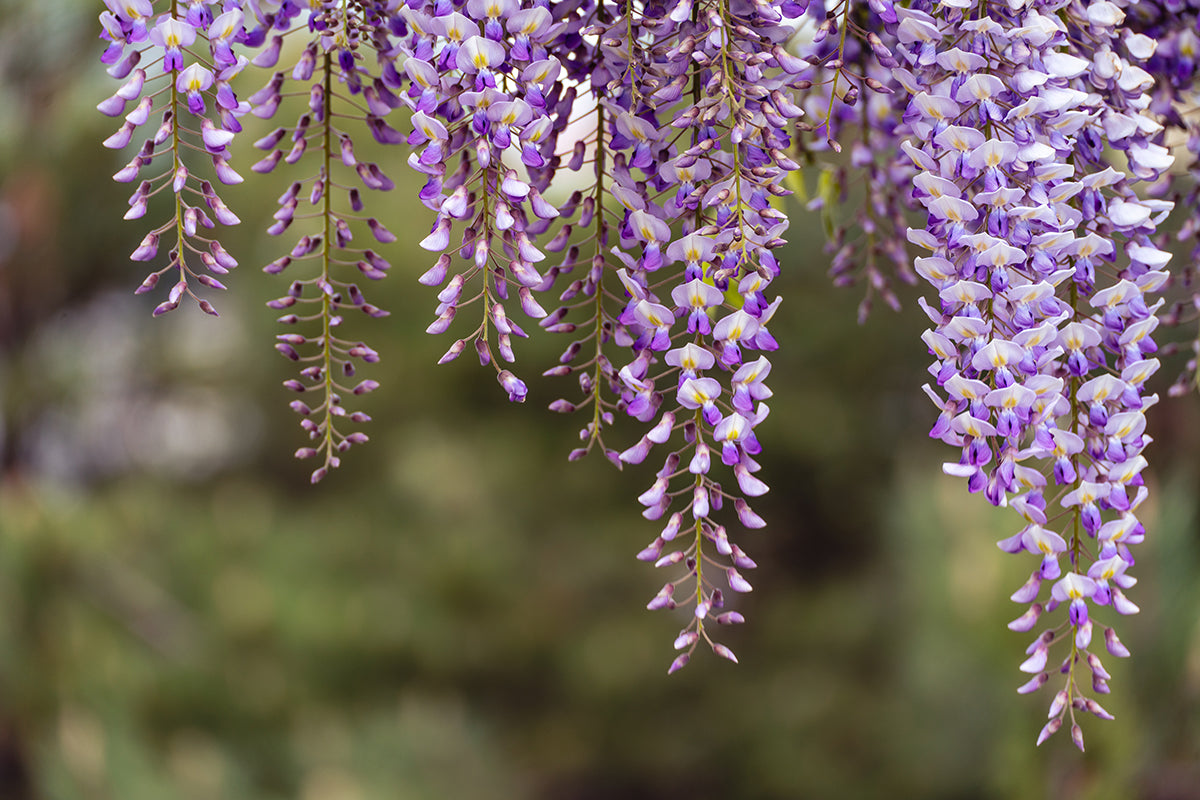 How to Care for your Wisteria Plant