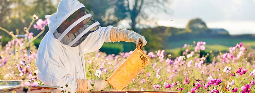 10-Frame Hives and Components