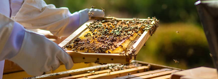 8-Frame Hives and Components