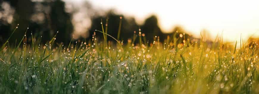 Lawncare