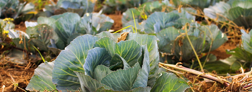 Seeds and Planting