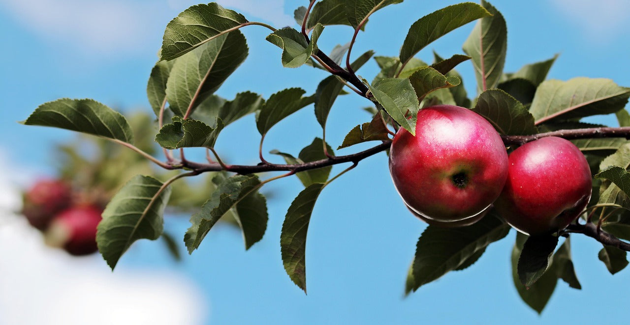 Orchard and Grove