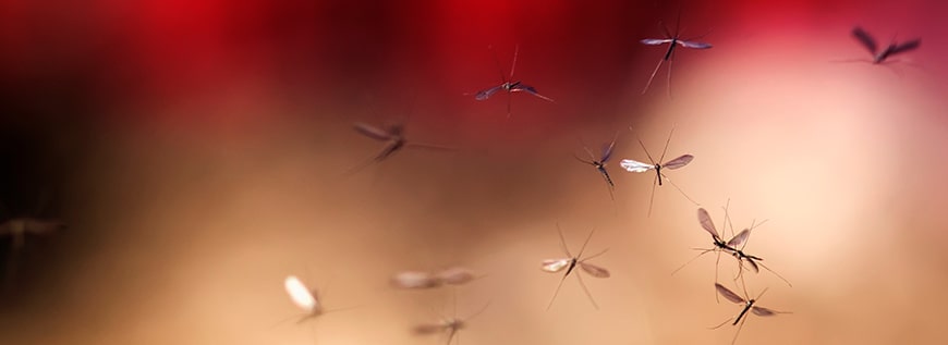 Pest Control