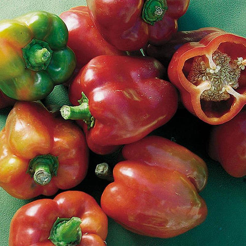 Heirloom bull nose sweet bell peppers with a mix of green and red colors, showcasing crisp, flavorful fruit ideal for Farm, Garden & Tool and Seeds and Planting collections.