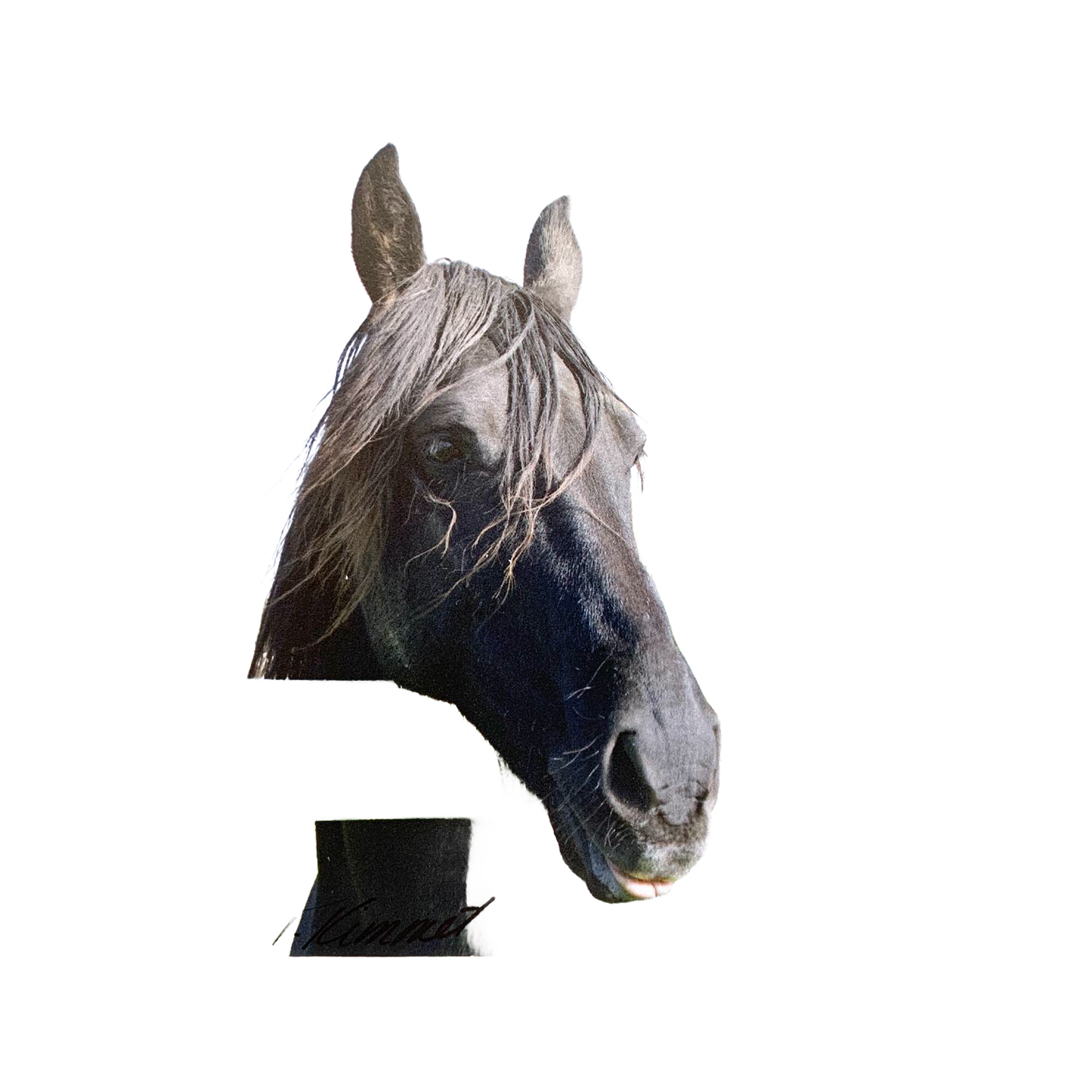 Unique handcrafted magnet featuring a close-up of a gentle black horse's head with flowing mane, designed to uplift and inspire within Home & Decor, Best Sellers, and Promo Eligible collections.